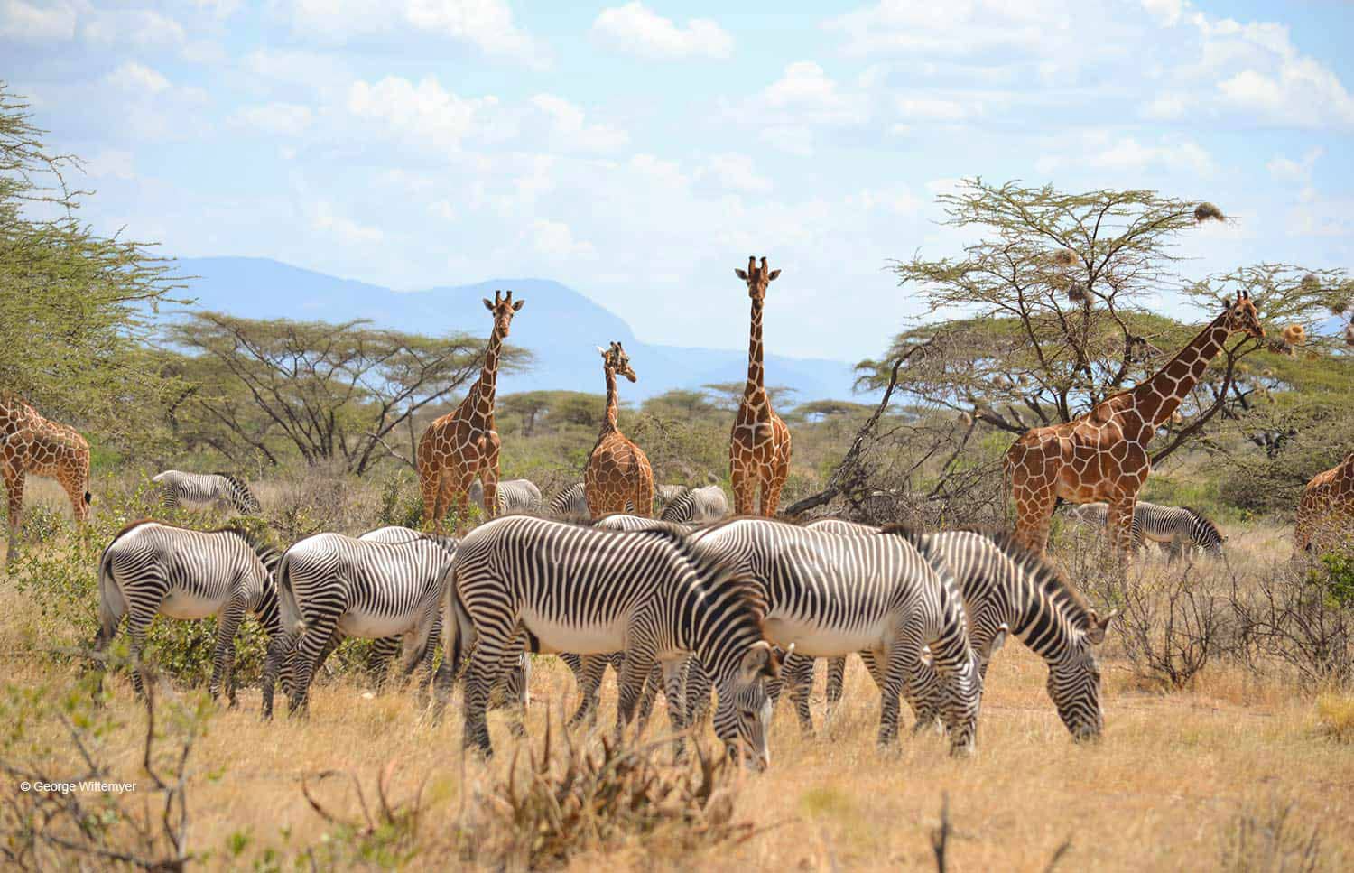 Samburu