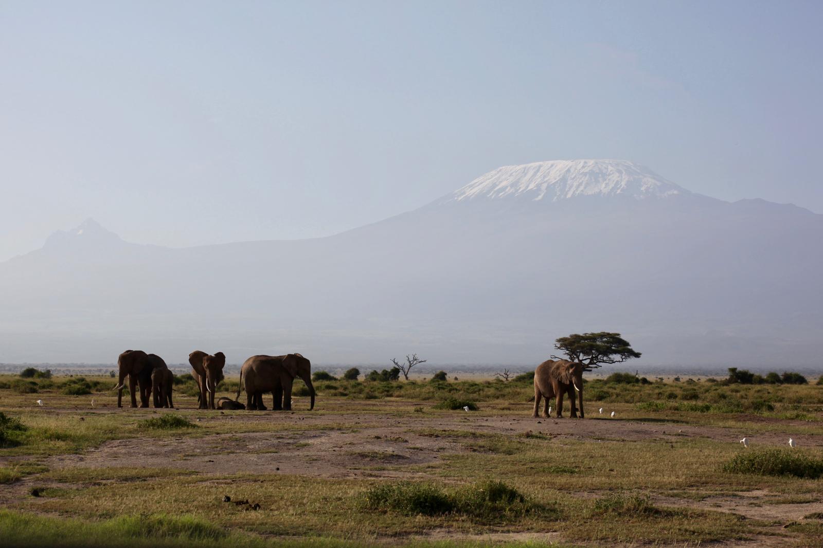 Amboseli Elephants