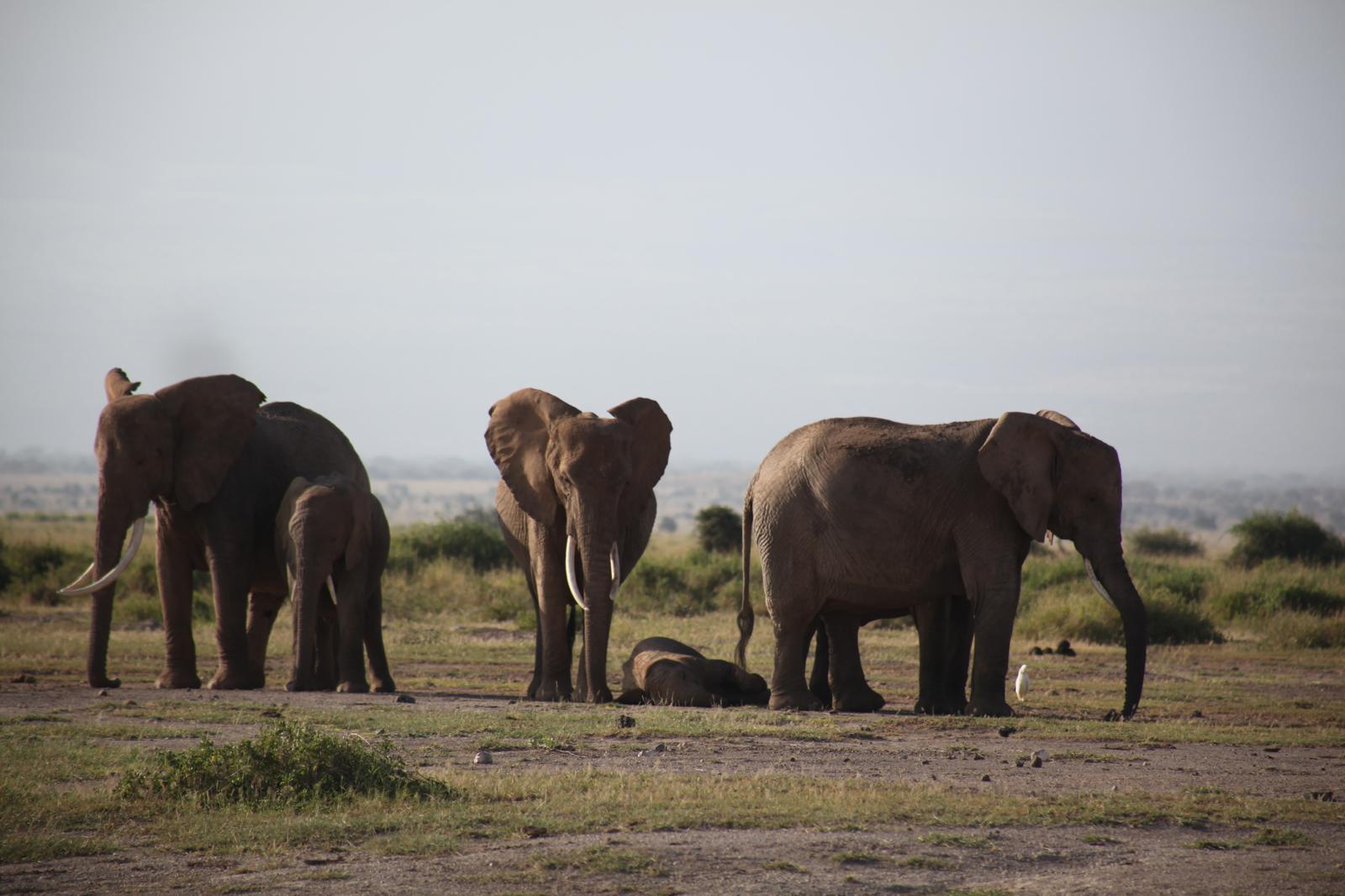 African Savanna with Elephants