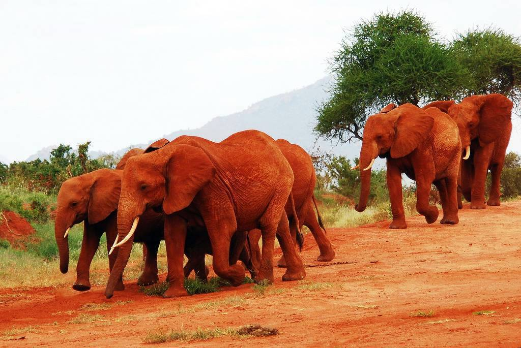 Tsavo East Safari