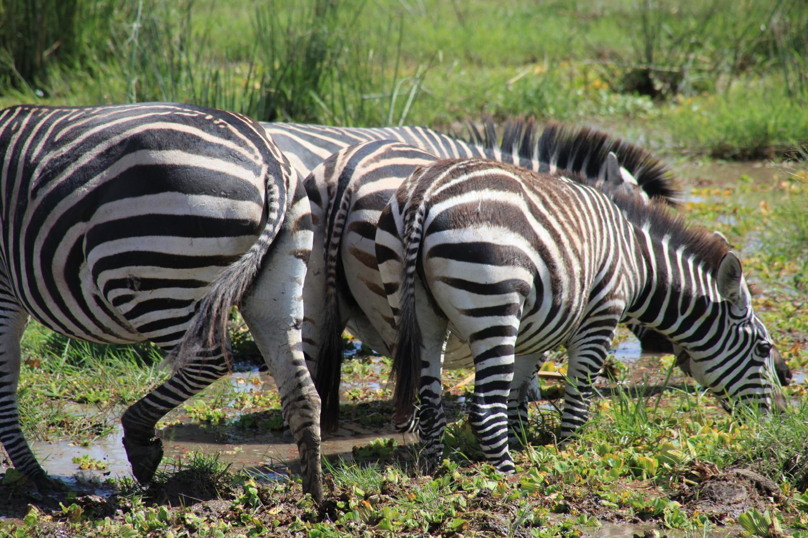 Zebra Herd